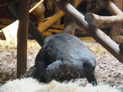 Pairi Daiza (Brugelette, Belgium)